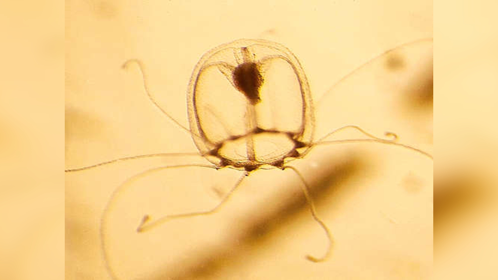 This jellyfish can live forever. Its genes may tell us how This jellyfish can live forever. Its genes may tell us how