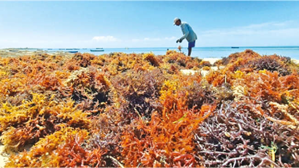 TN to become hub for seaweed industry