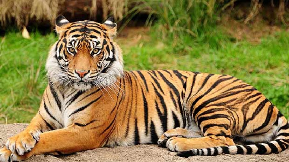 Boy mauled to death by tiger in UPs Lakhimpur Kheri
