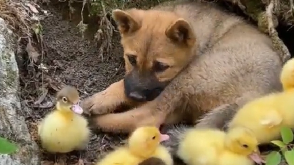 Watch: Ducklings sleep over a puppy, netizens amused