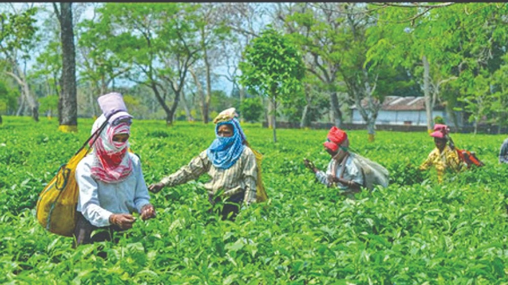 Tea exports rise in first seven months of 2022