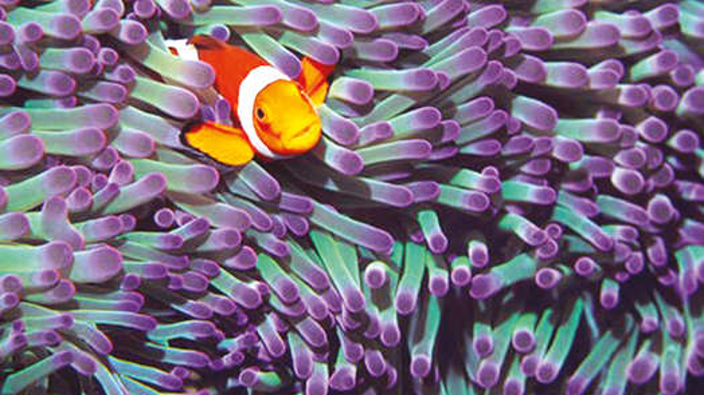 Noise pollution: Why the sea needs more peace Noise pollution: Why the sea needs more peace