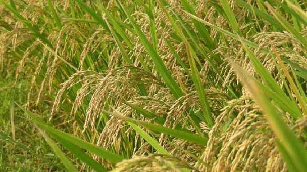 TNCSC links up with Central agency to procure paddy
