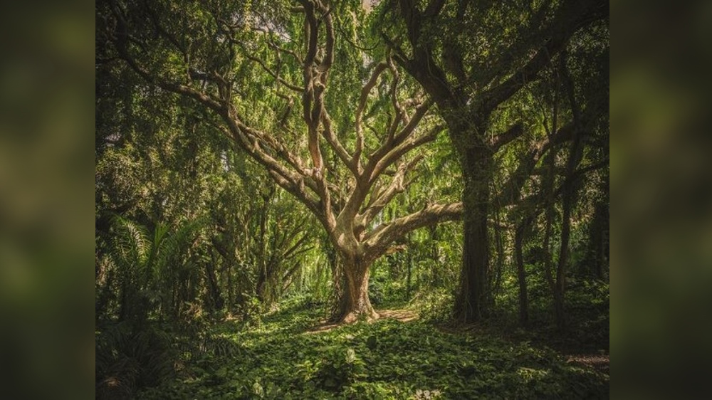 Tree compound that has potential to kill drug-resistant bacteria