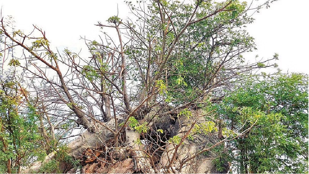 Day after DT Next report, GCC prunes weak tree in Madipakkam