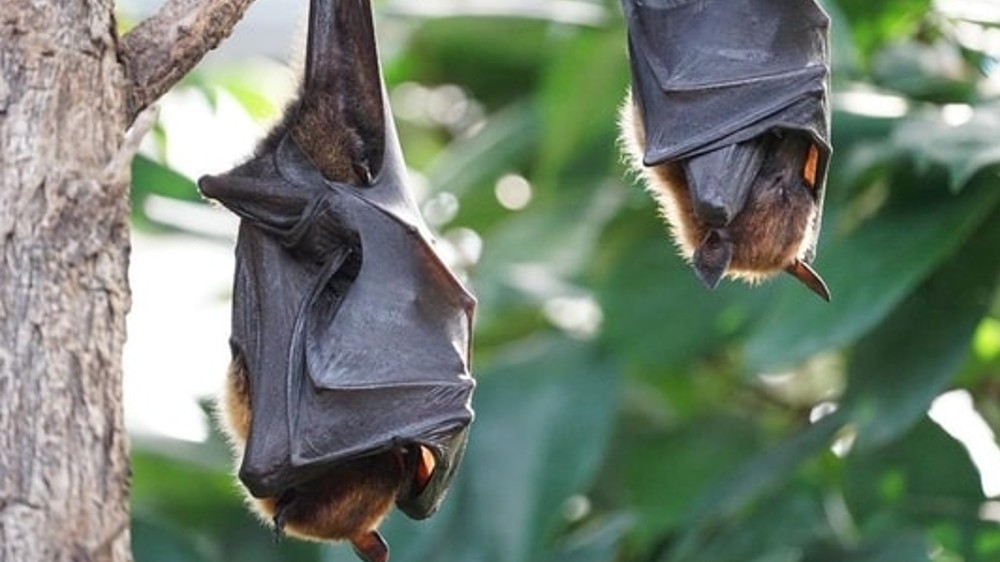 Khosta-2: New Covid-like virus found in bats, could infect humans Khosta-2: New Covid-like virus found in bats, could infect humans