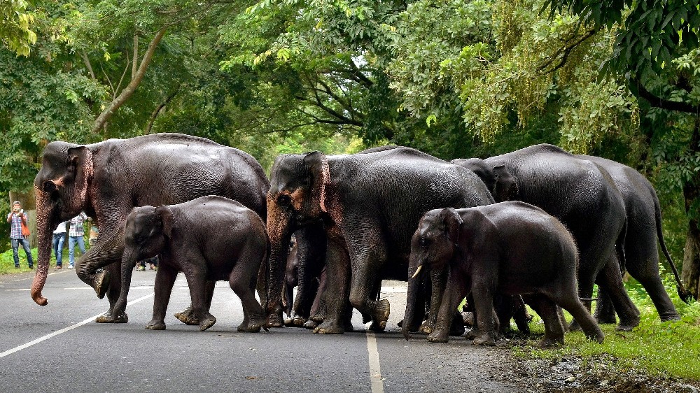 HC orders TN to install insulated cables to avoid tuskers death