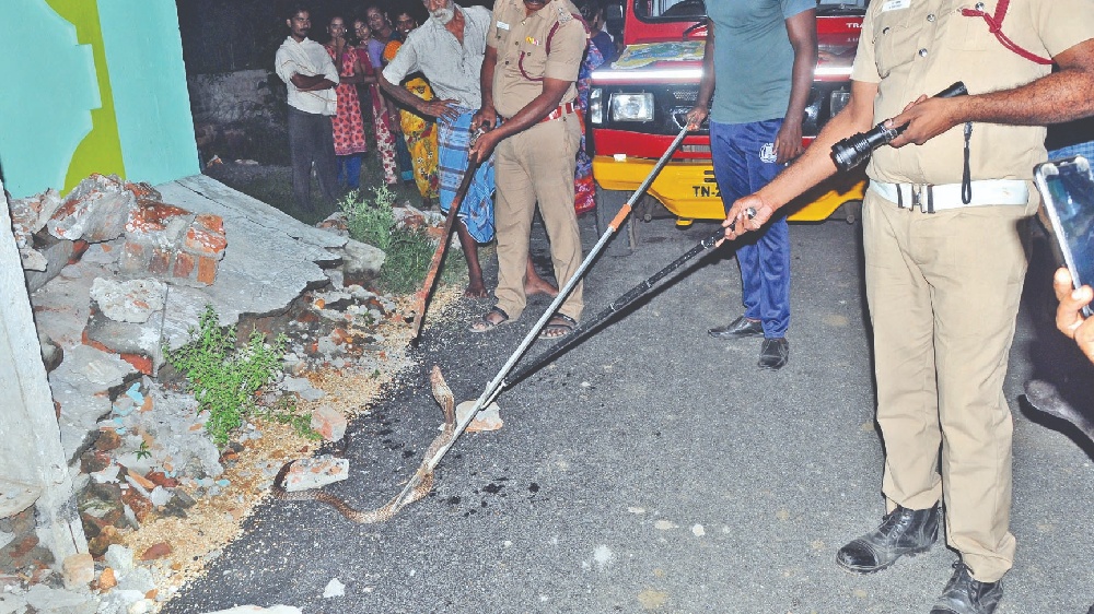 Six-foot cobra rescued from house in Tiruvallur