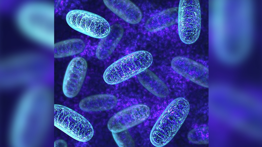 Researchers discover pyramidal neurons that gauge speed, location