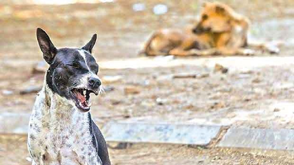 Kerala hit by escalating man-stray dog conflict