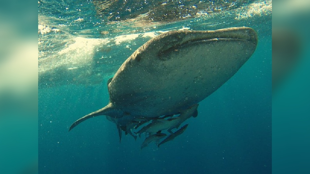 Study demonstrates how whales protect their brains while swimming