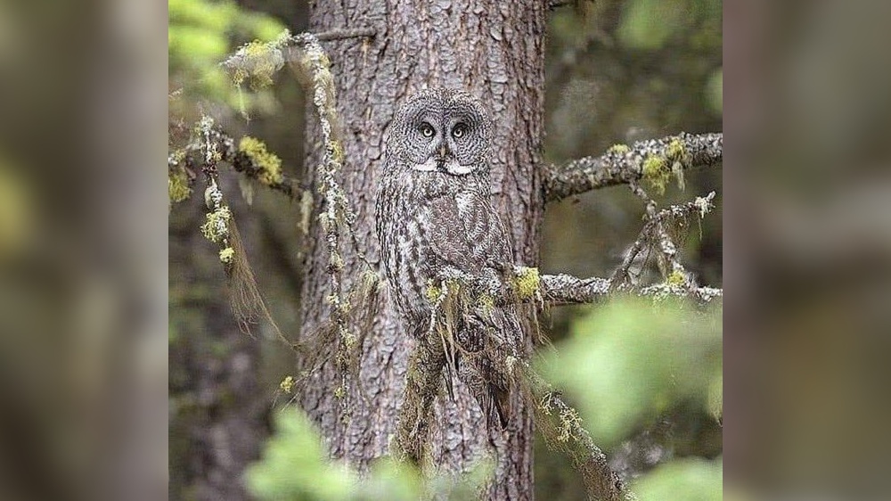 Perfectly hidden: Camouflaged owl photo goes viral Perfectly hidden: Camouflaged owl photo goes viral