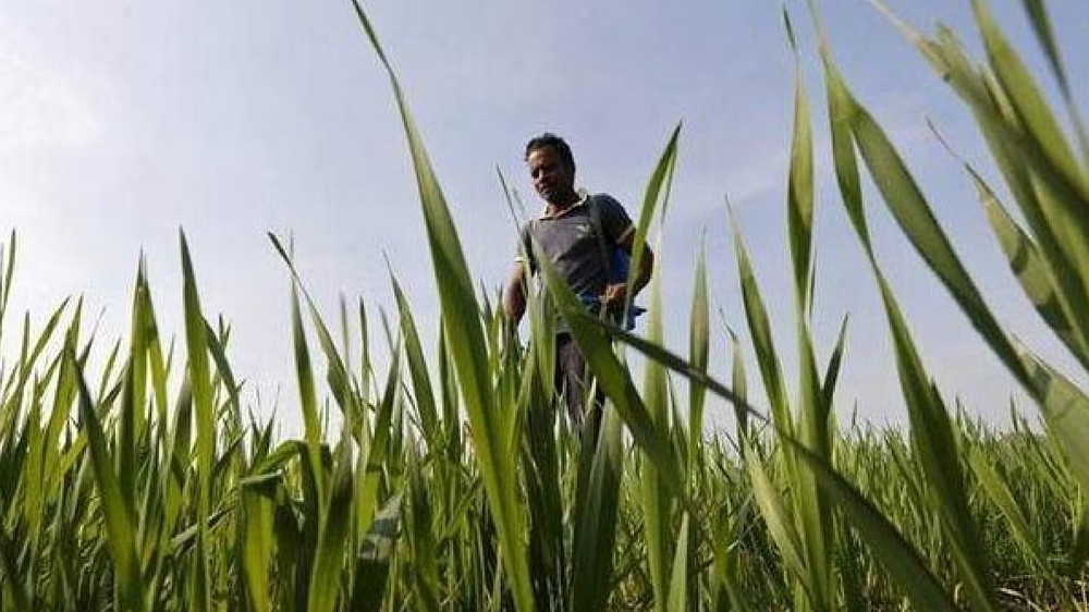 39 Thanjai ryots happy over hard won jewel loan waiver 39 Thanjai ryots happy over hard won jewel loan waiver