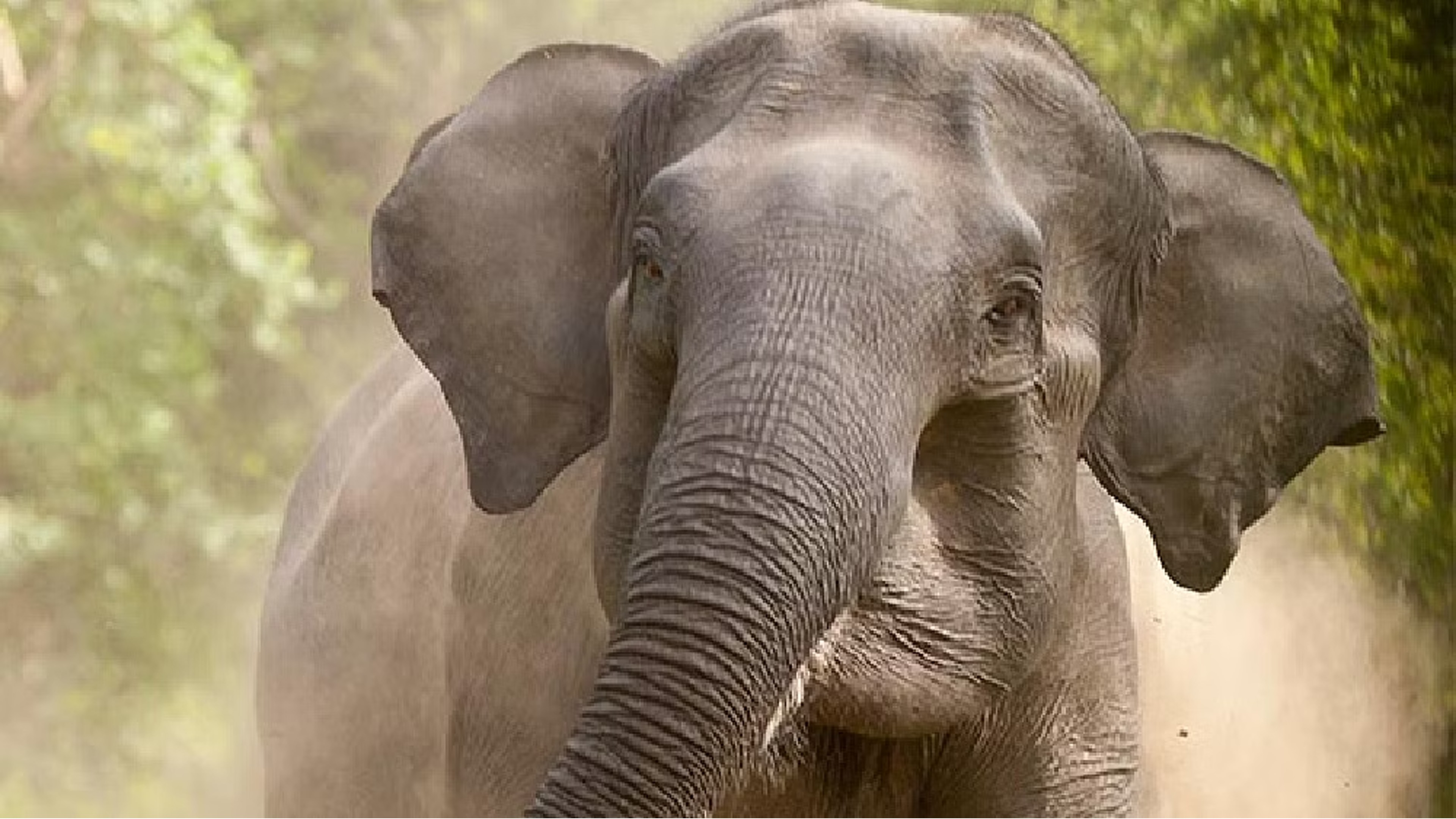 Two injured in jumbo attack in Valparai, Nilgiris