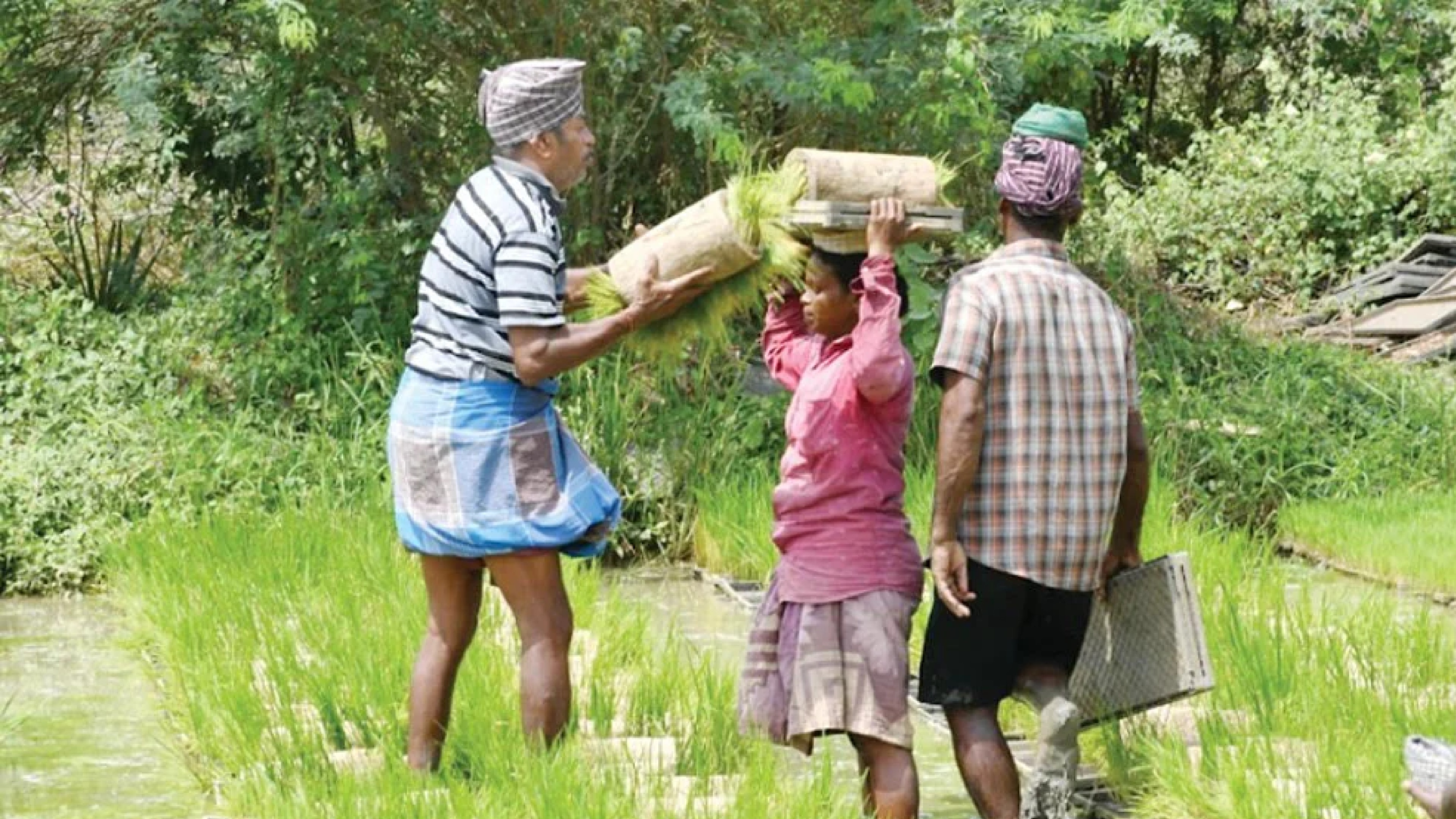 Nurseries raised to replace seemai karuvelam in Ranipet post monsoon