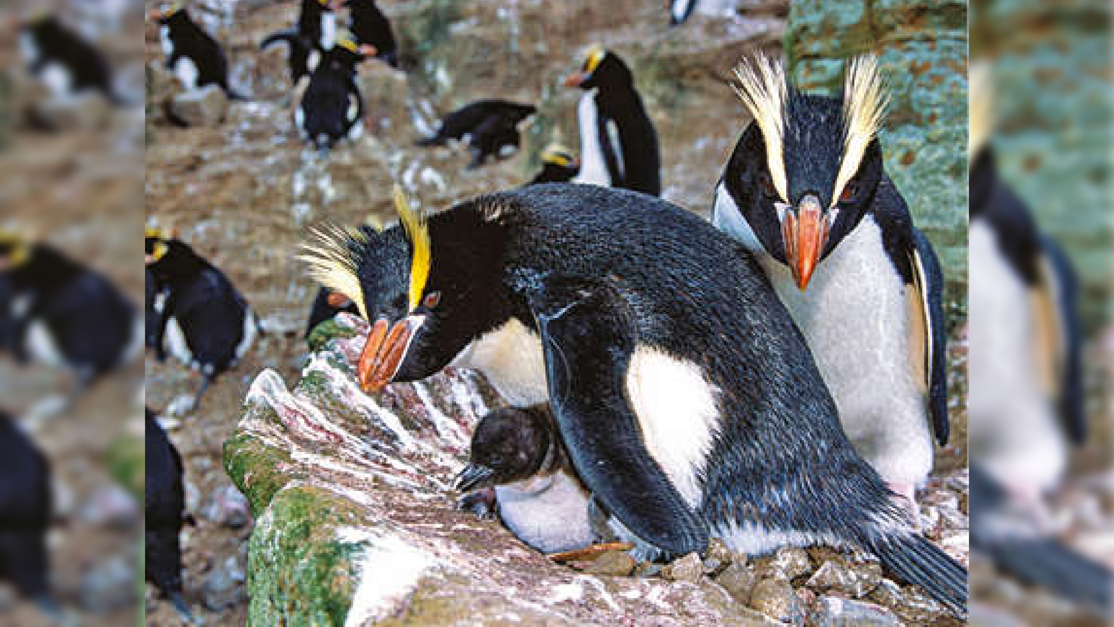 Natural selection For isolated penguins, two eggs are not better than one Natural selection For isolated penguins, two eggs are not better than one