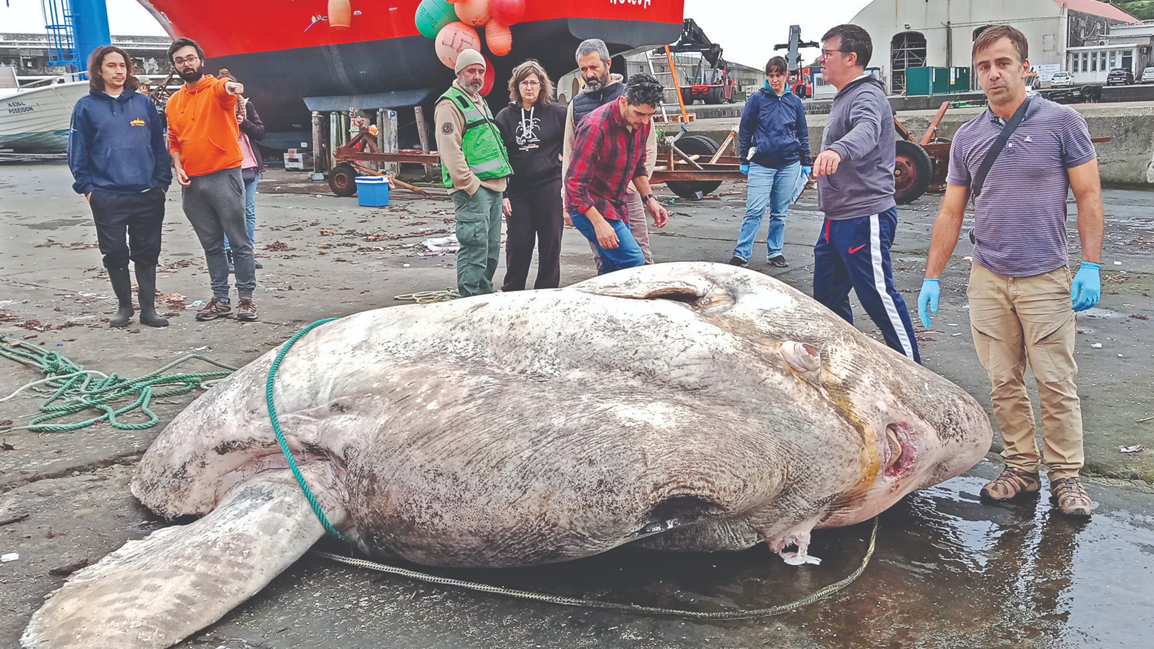 Moby Dick 2.0: Perhaps the biggest bony fish ever Moby Dick 2.0: Perhaps the biggest bony fish ever