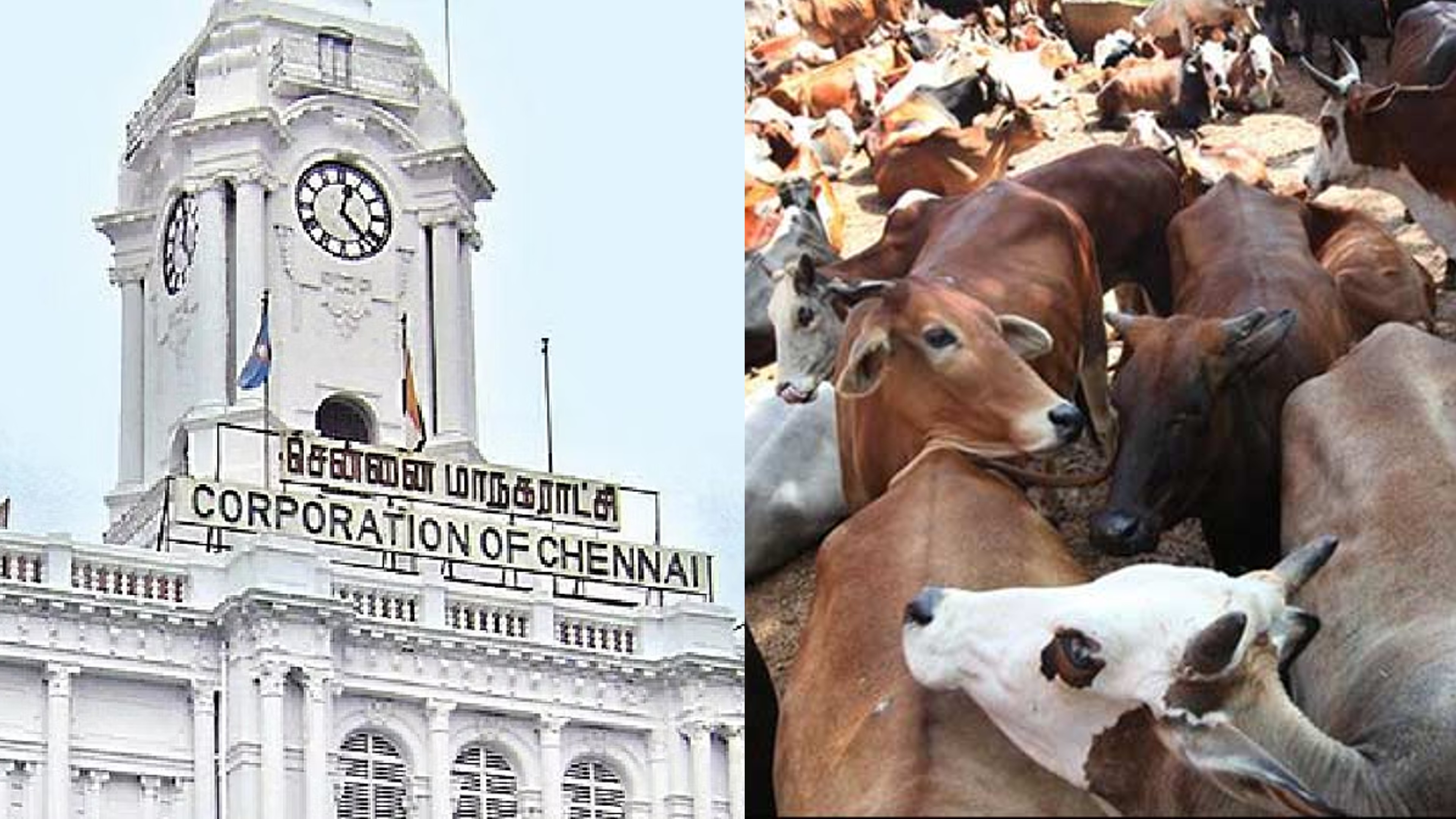 Chennai Corporation seized 5,447 cattle from Jan-Sept this year