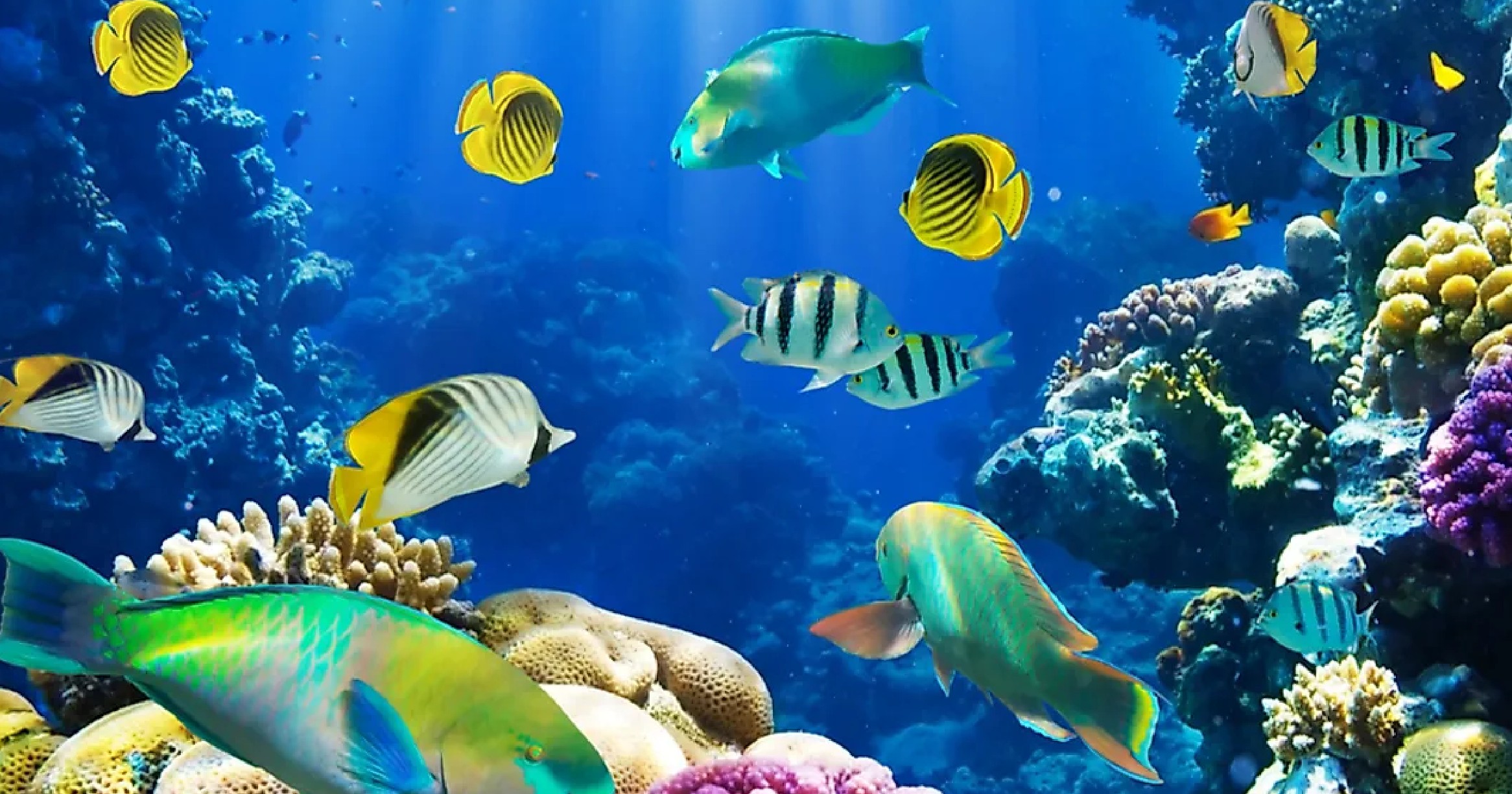 Arunachal Pradesh to get Northeasts first fish museum