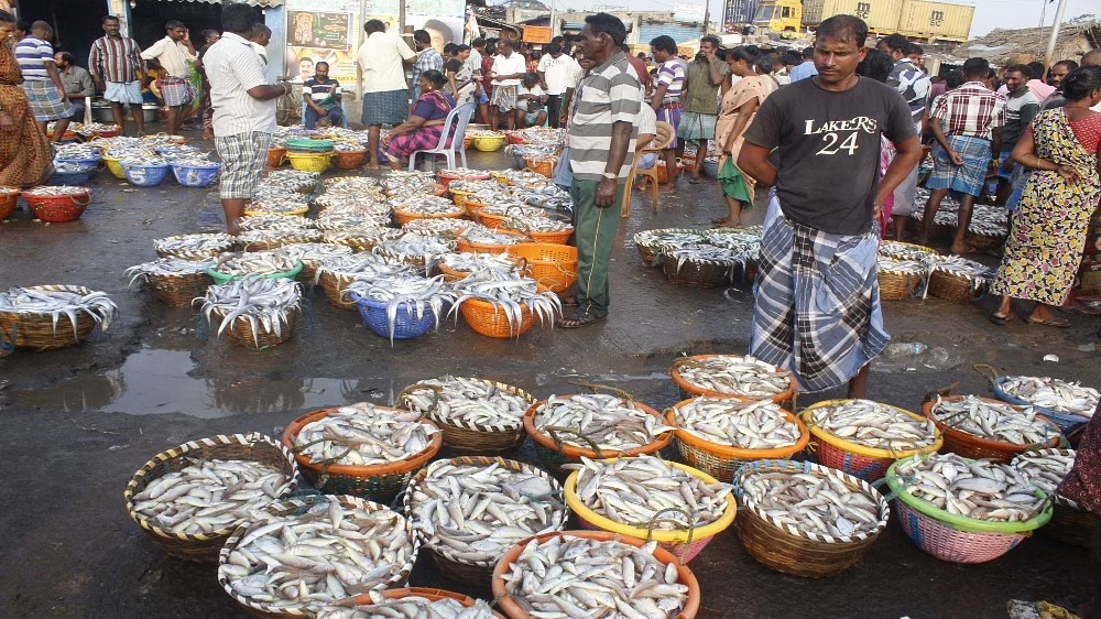 Seafood prices reduced further due to decrease in demand and supply