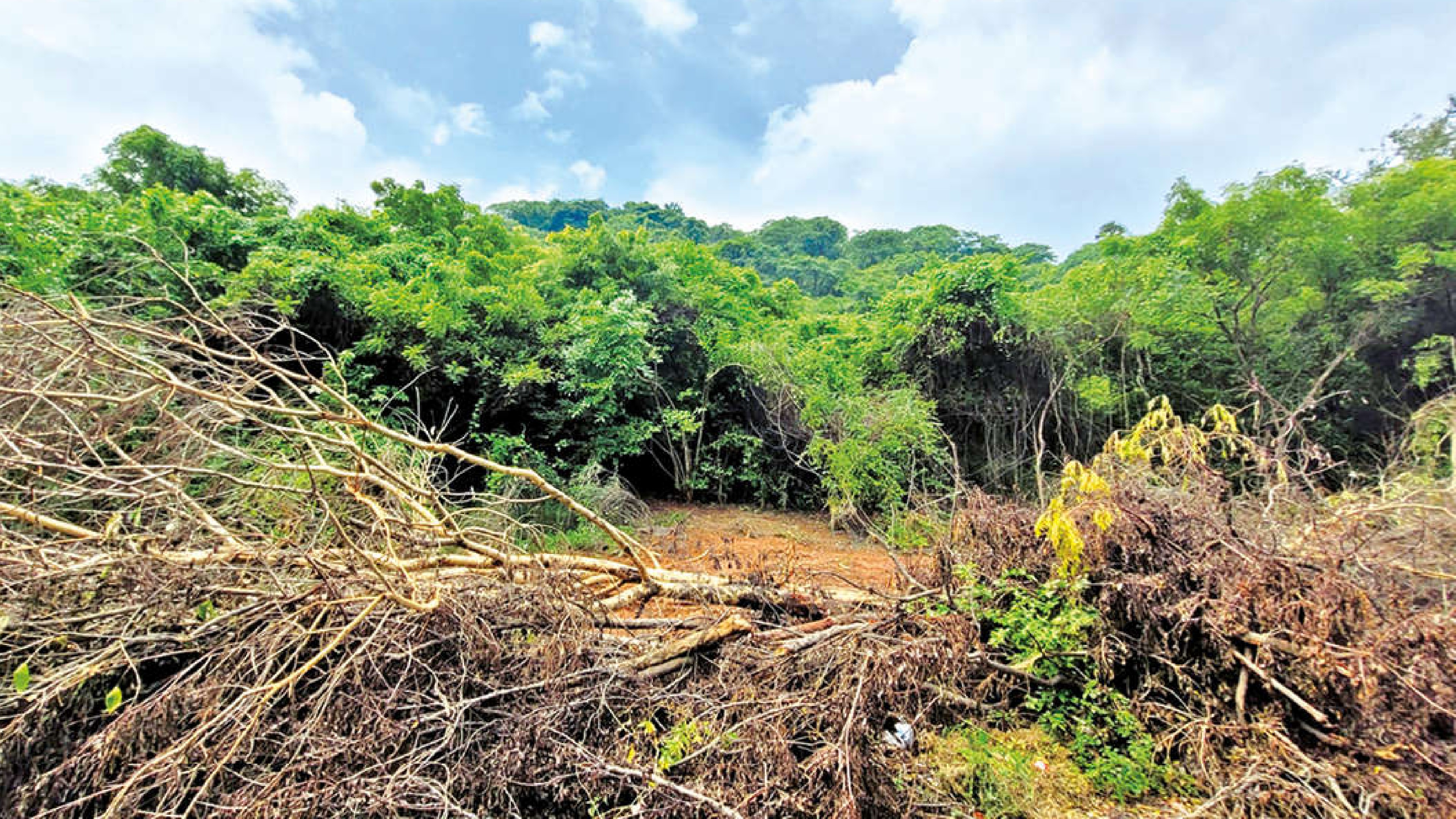 Felling of trees posing a threat to Pachaimalai hills Felling of trees posing a threat to Pachaimalai hills