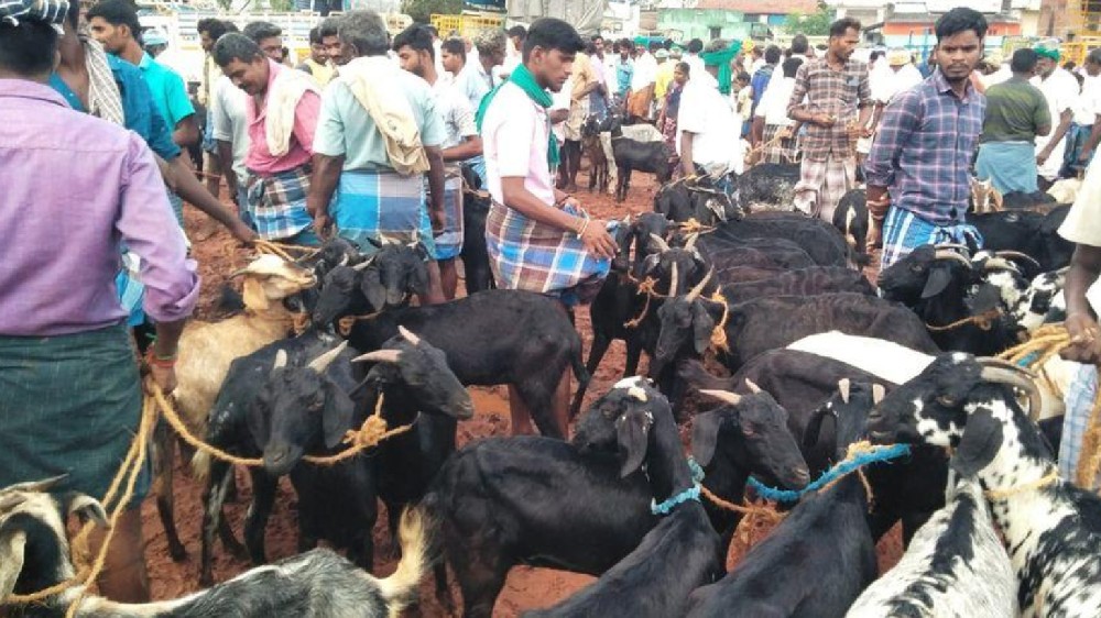 Deepavali boom: Goats worth Rs 7 crore sold at Ettayapuram market