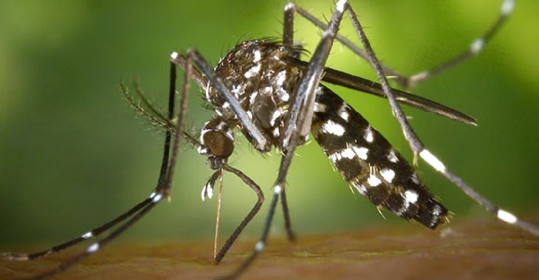 Certain people attract mosquitoes more than others: Research