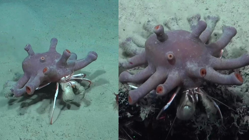 Viral video: Crab catches researchers by surprise by floating Viral video: Crab catches researchers by surprise by floating