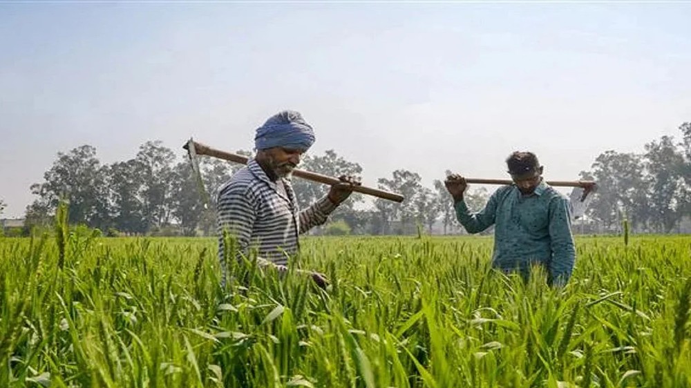 NCCF yet to retrieve wrong credit of Rs 3 lakh made to farmer