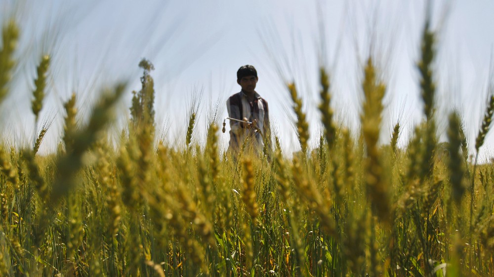 Fertiliser exports could fall 16% annually on supply-side disruptions Fertiliser exports could fall 16% annually on supply-side disruptions