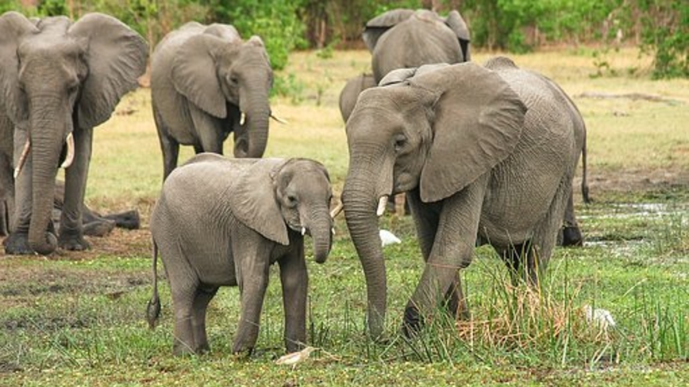 TN to soon finalise AI-based solution to prevent death of elephants
