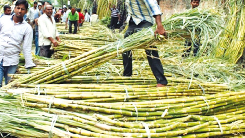 India is now world’s largest producer, consumer of sugar India is now world’s largest producer, consumer of sugar