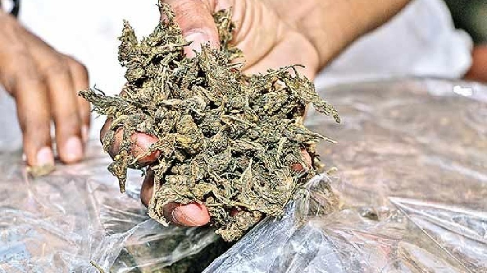 Chargesheet filed against 385 ganja peddlers in 25 days Chargesheet filed against 385 ganja peddlers in 25 days
