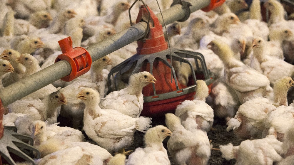 South Korea confirms 1st case of bird flu in 6 months