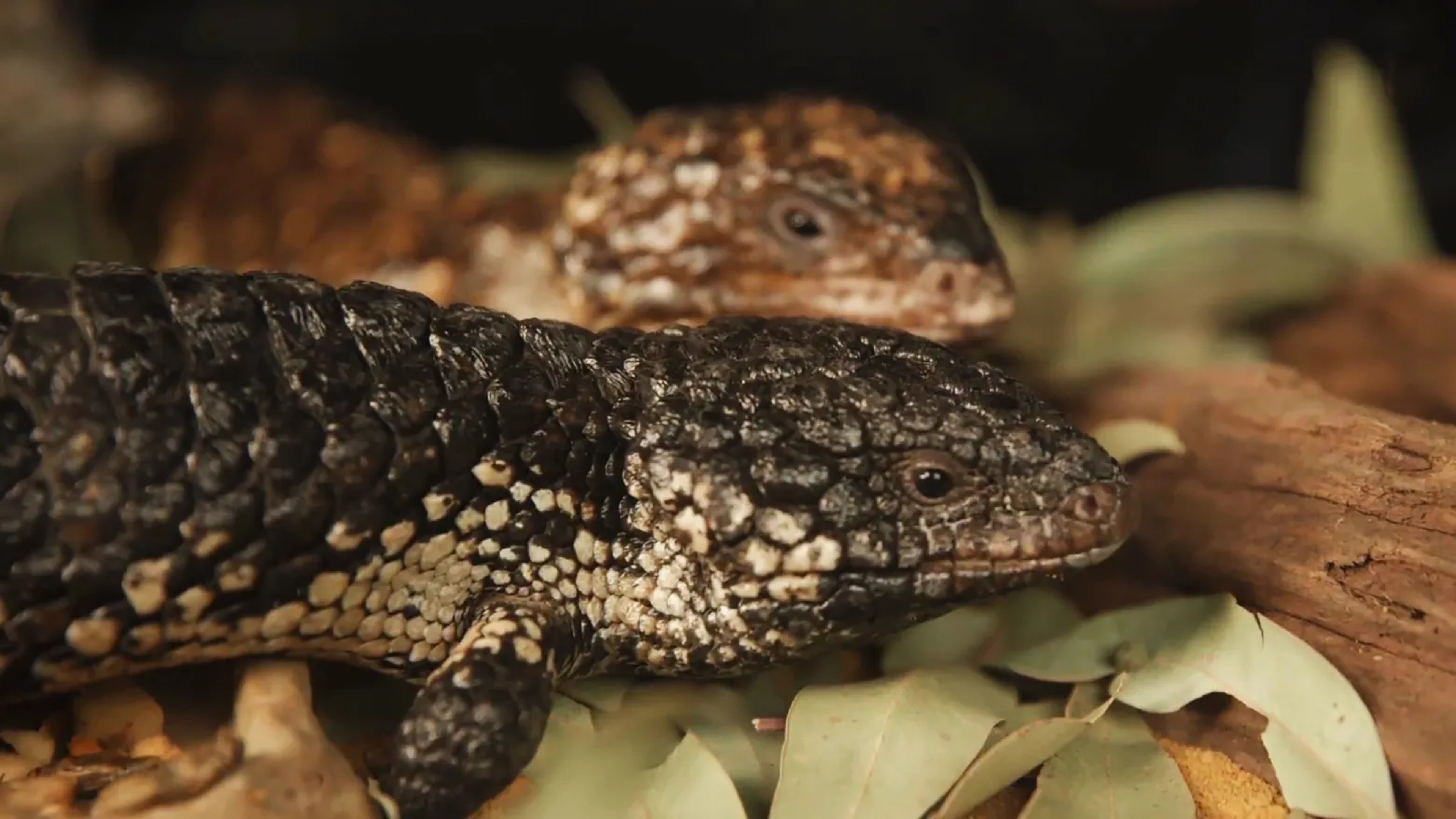 Reptiles in relationships: Social lives of scaly species Reptiles in relationships: Social lives of scaly species