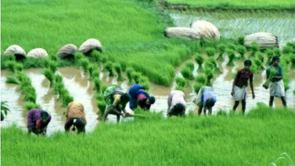MSP worth Rs 2,356 cr disbursed during 2022-23 Kharif season