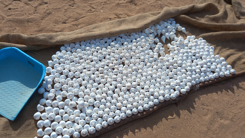 Shores to stores: The journey of Dhanushkodi seashells Shores to stores: The journey of Dhanushkodi seashells