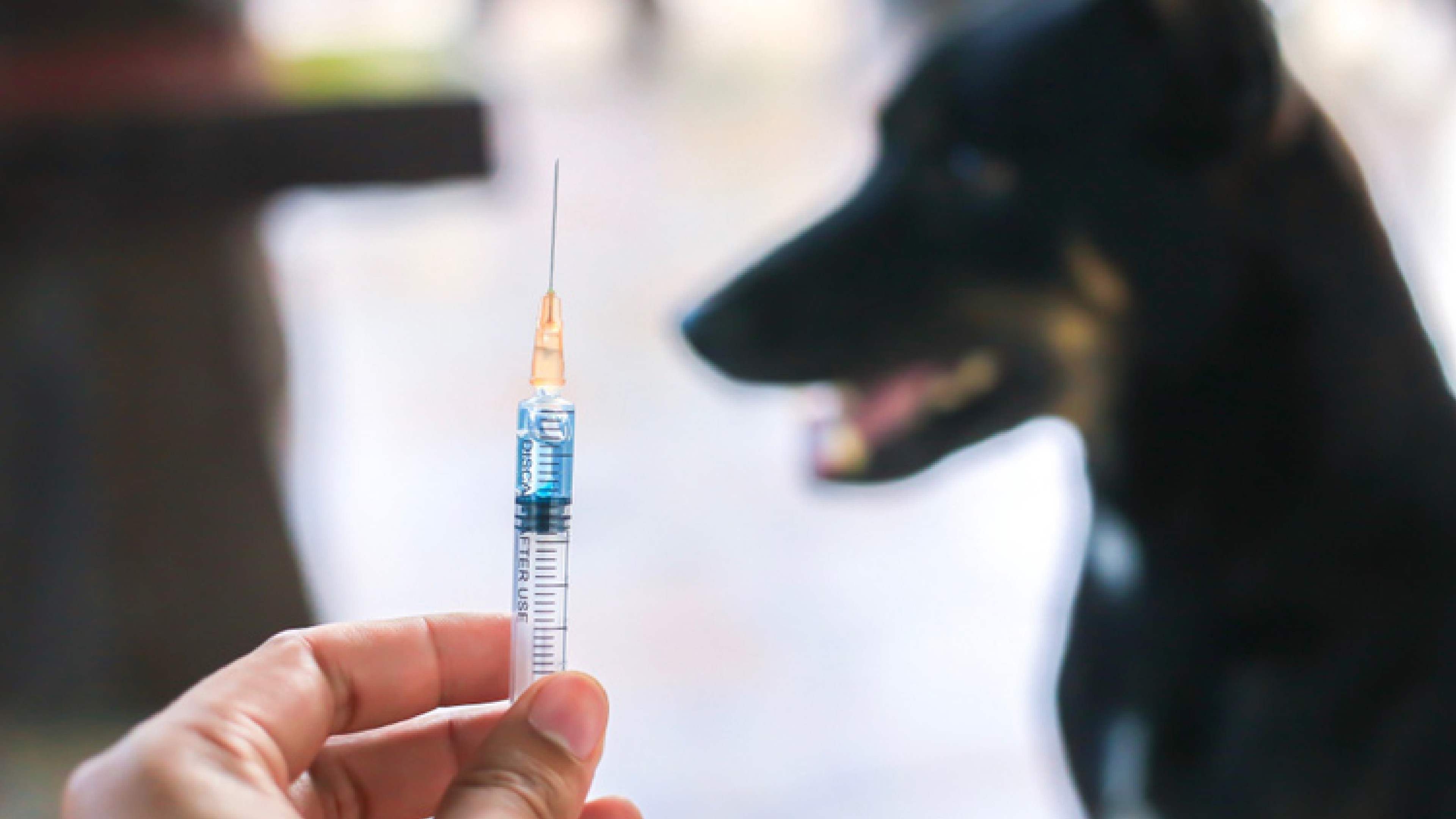 Sudden spike in rabies cases a cause of concern for India