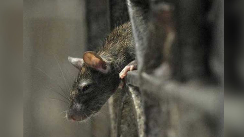 Maternal exercise in mice influences child’s metabolic health: Study