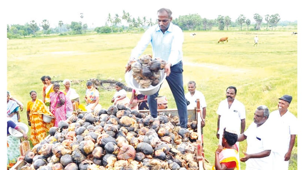 Ranipet aims to plant record 50 lakh Palmyra seeds today