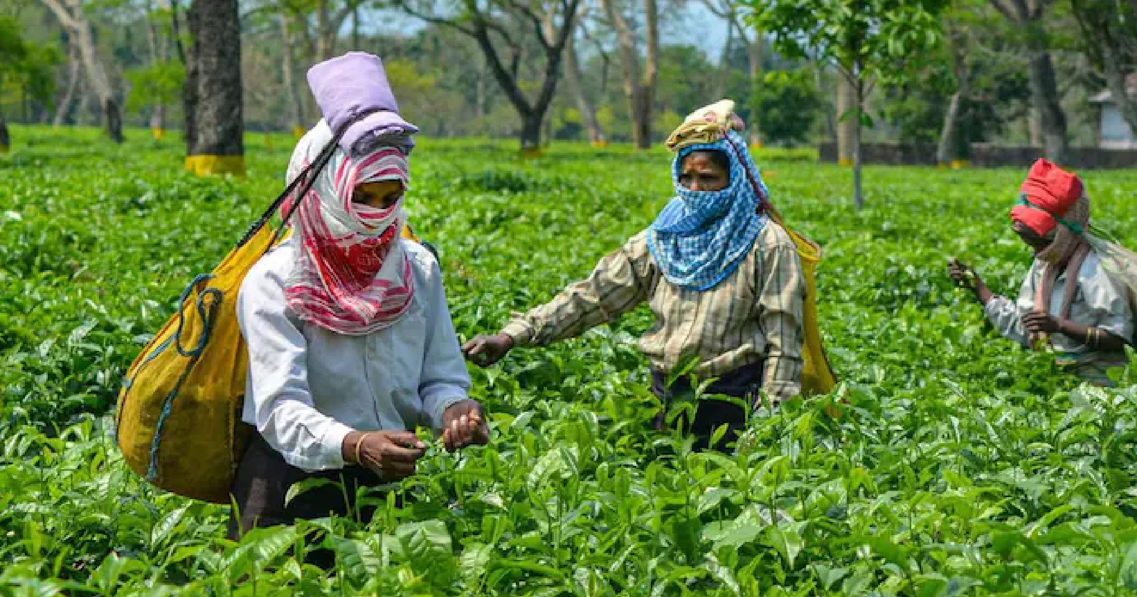 Indias tea production jumps 16.5 pc in Sept
