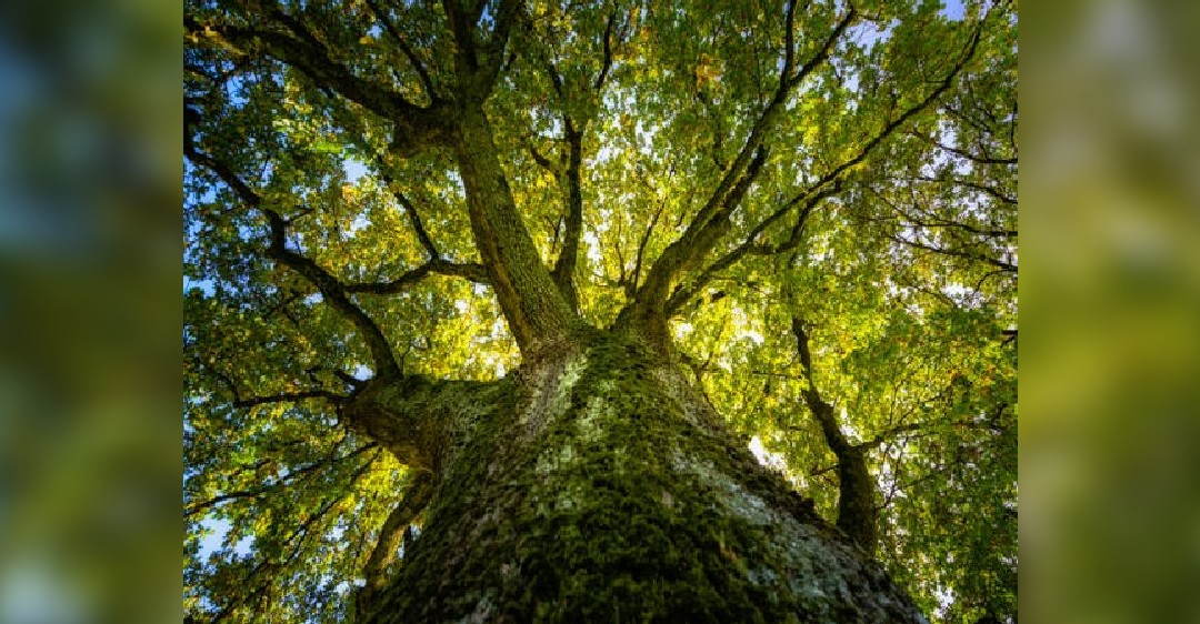 Climate change can be mitigated by protecting old trees: Study