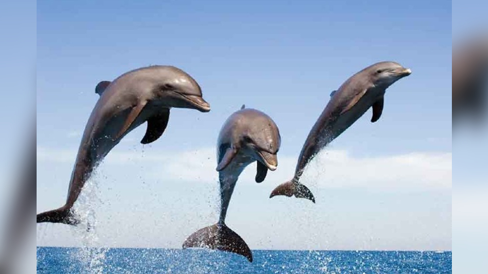 Regular dolphin sightings in Chennai catches publics attention