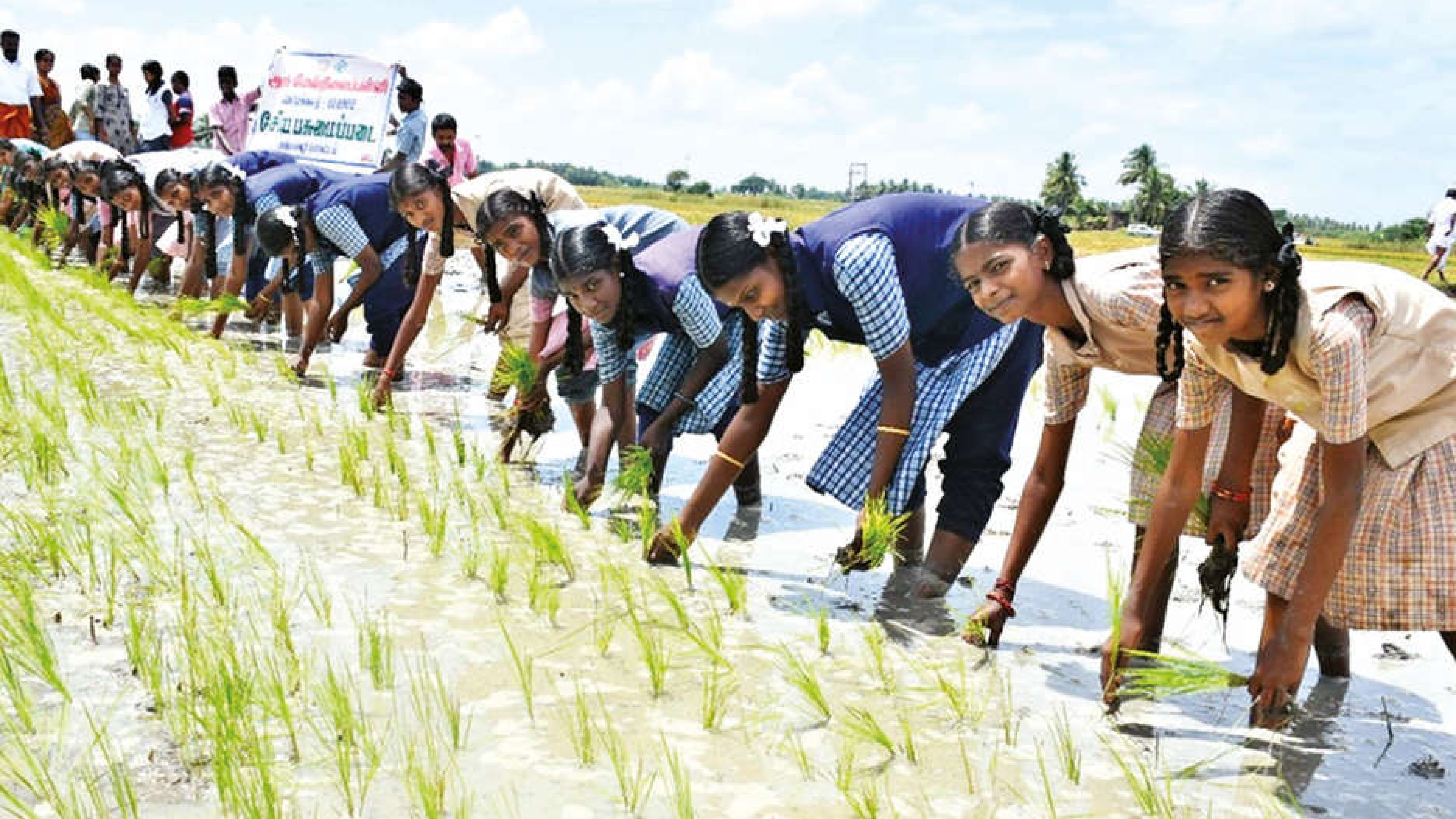 Hands-on training for school students in traditional paddy Hands-on training for school students in traditional paddy