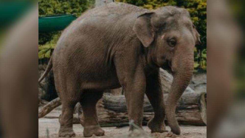 Soon, elevated PDS shops to prevent wild elephant attacks in TN