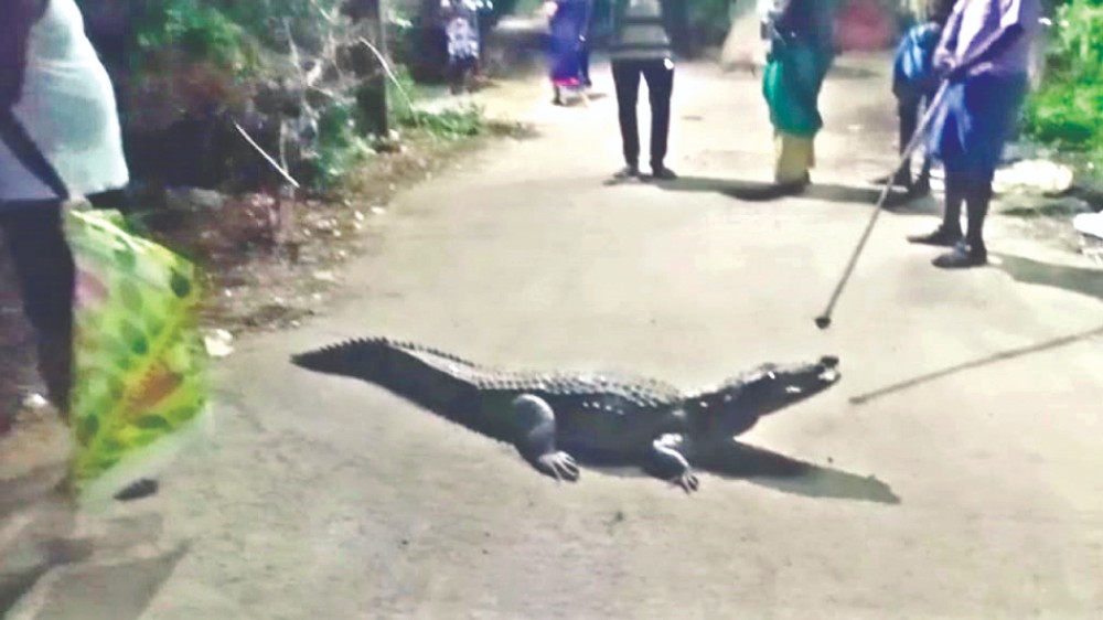 Youngsters catch 7-foot crocodile in Nedungundram lake Youngsters catch 7-foot crocodile in Nedungundram lake