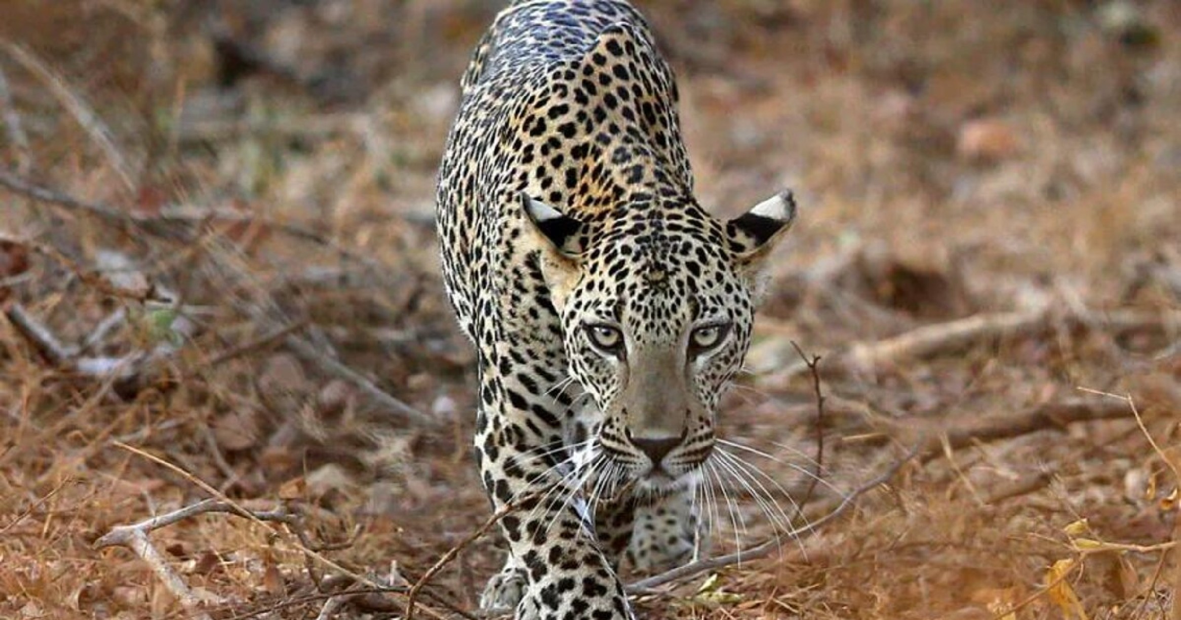 Diwali day shocker: Leopard kills 16-month-old toddler in Mumbai