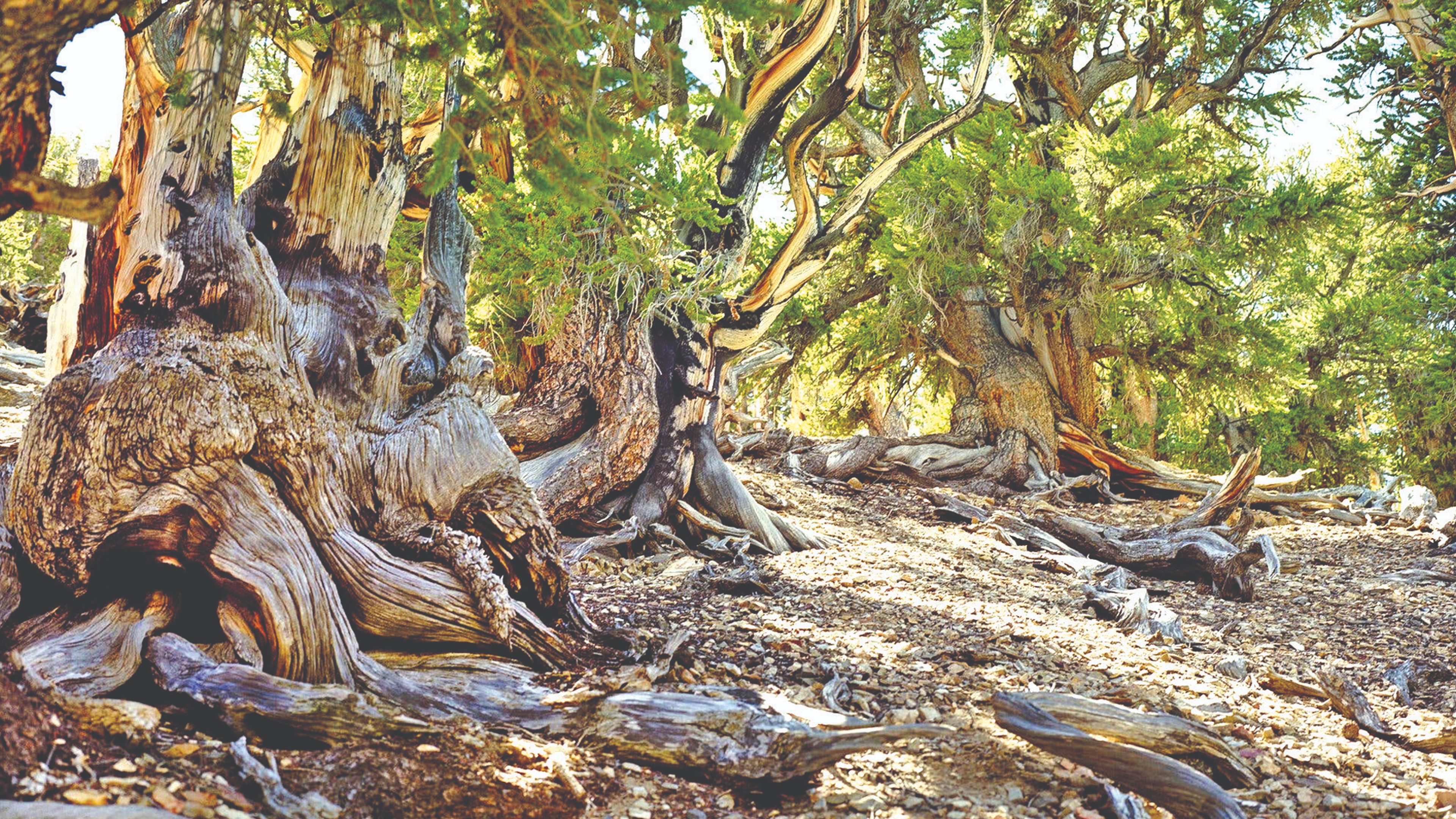 What the world loses if ancient trees die out What the world loses if ancient trees die out