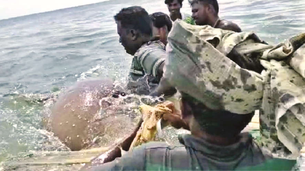 Fishermen release sea cows, dolphins Fishermen release sea cows, dolphins