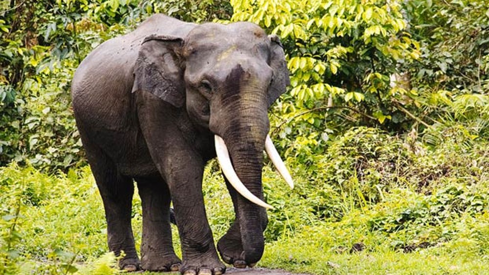 PETA alleges torture of elephant Jeymalyatha again